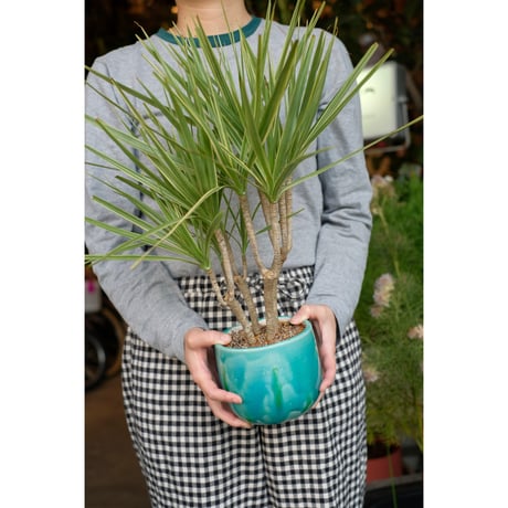 Dracaena 'White Holli'