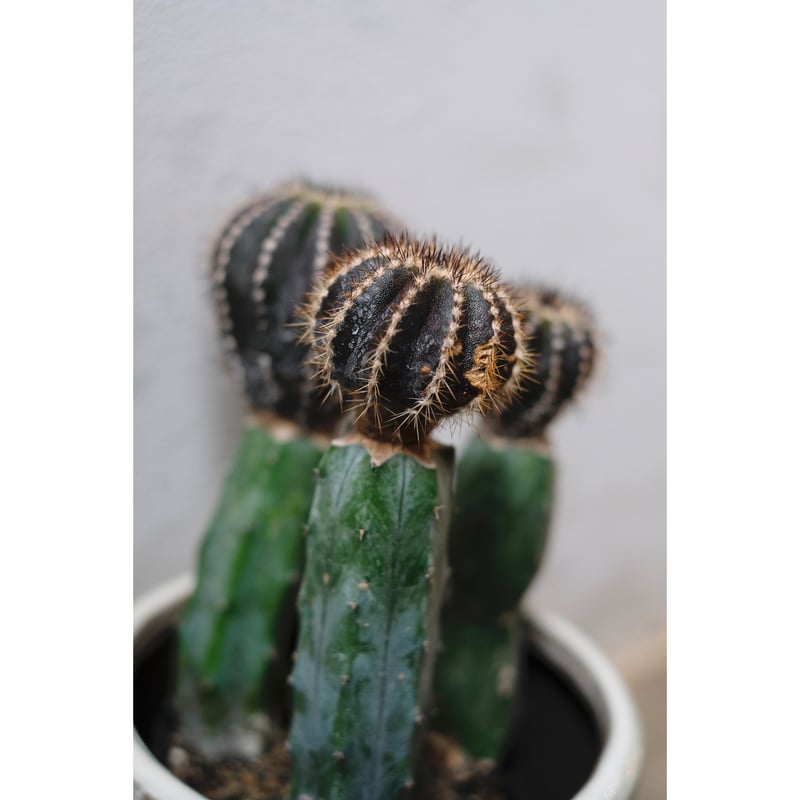 Uebelmannia pectinifera | SAI botanical works