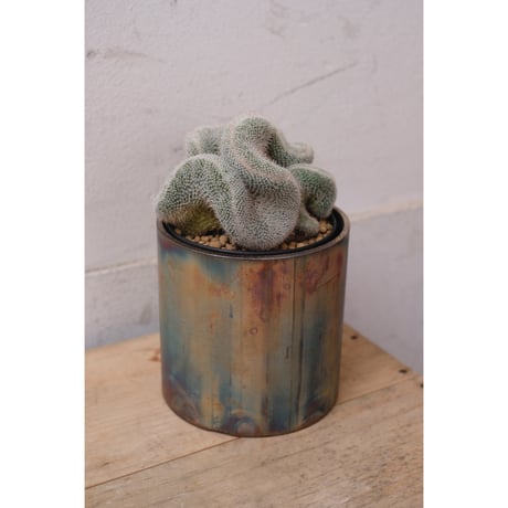 Mammillaria hahniana