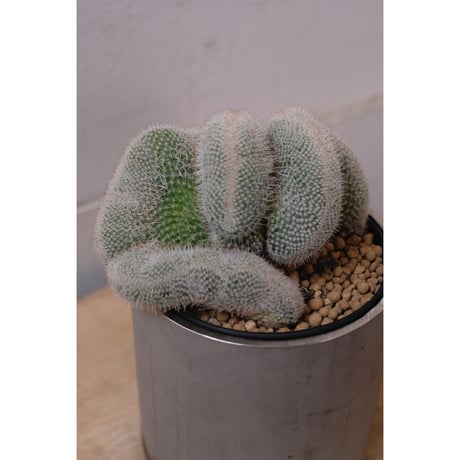Mammillaria hahniana ②