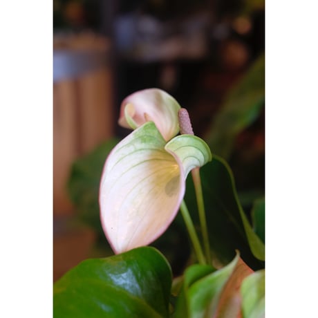 Anthurium andreanum 'Joli Pulse'