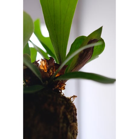 Platycerium bifurcatum