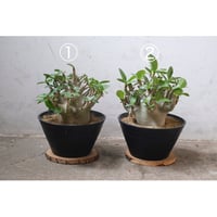 Adenium arabicum Dwarf
