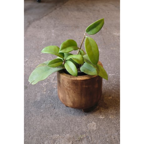 Hoya monetteae