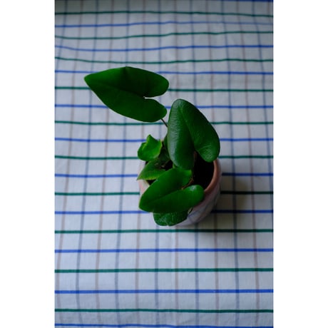 Yoshinori Takemura plant pot
