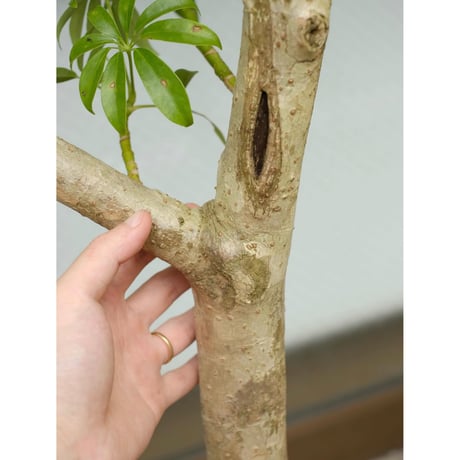Schefflera arboricola