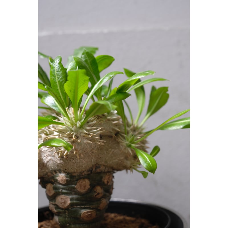 Pachypodium brevicaule 