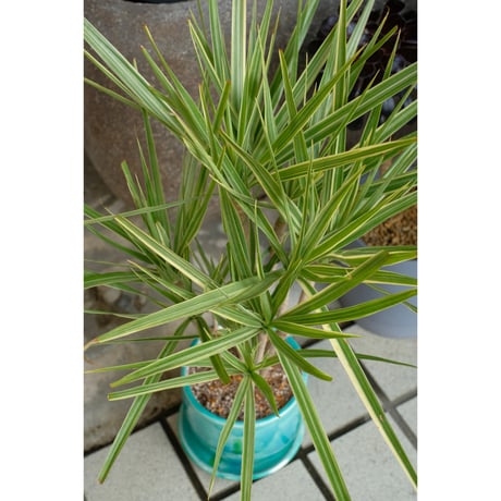Dracaena 'White Holli'