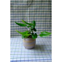 Yoshinori Takemura plant pot