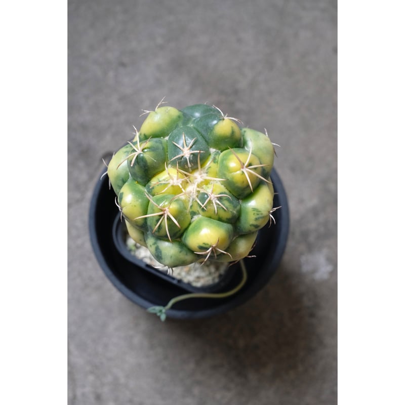 Coryphantha elephantidens 