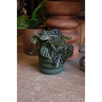 Begonia "Silver Jewell"