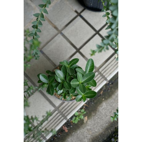 Adenium arabicum dwarf