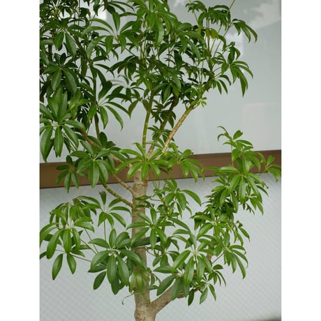 Schefflera arboricola