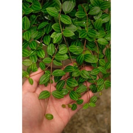 Peperomia angulata