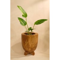 Anthurium variegata