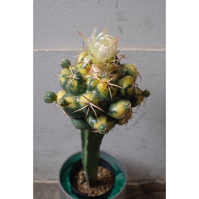 Coryphantha elephantidens 