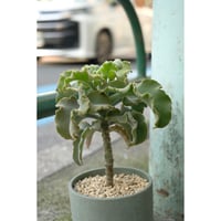 Kalanchoe beharensis