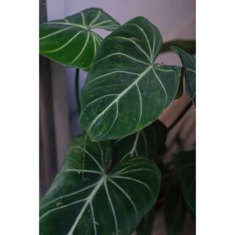 Philodendron gloriosum