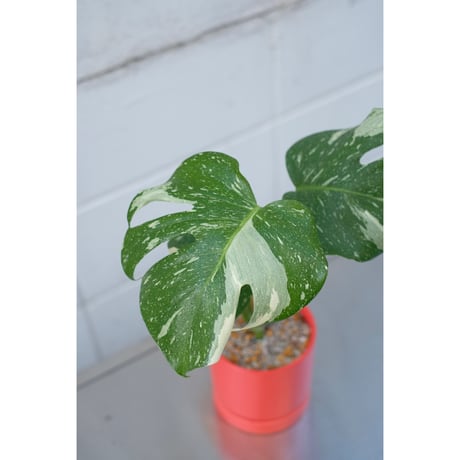 Monstera​ Thai Constellation