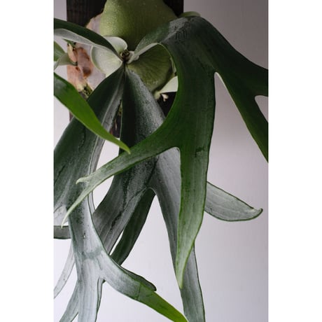 Platycerium bifurcatum E-1