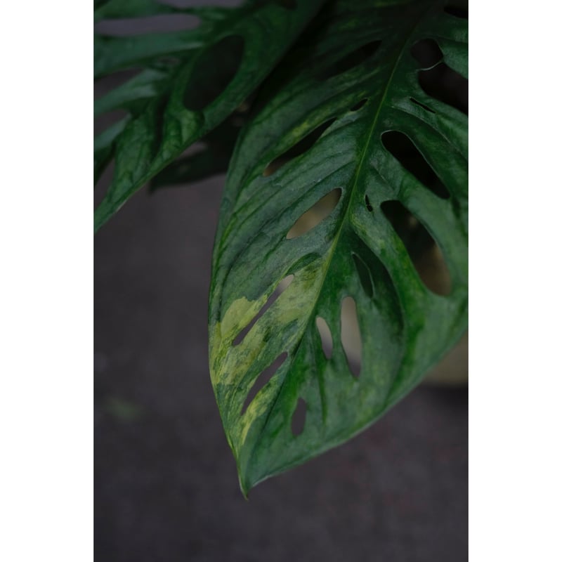 Monstera adansonii 'Variegata' | SAI botanical