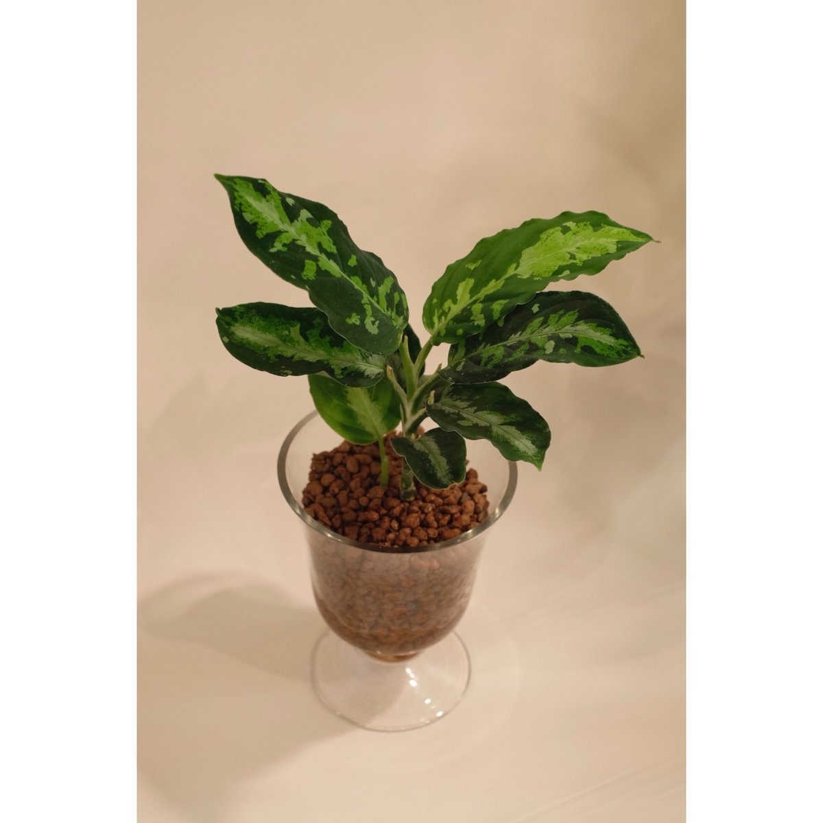 Aglaonema pictum 'Toricolor | SAI botanical works Aglaonema pictum 'Toricolor | SAI botanical works