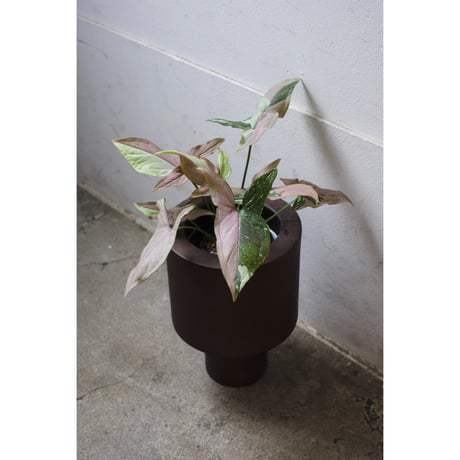 Syngonium Podophyllum ‘Redspot Tricolor’