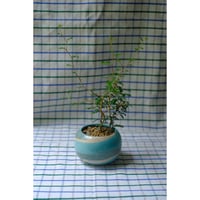 Yoshinori Takemura plant pot