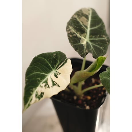 Alocasia reginula　"Black velvet" variegata
