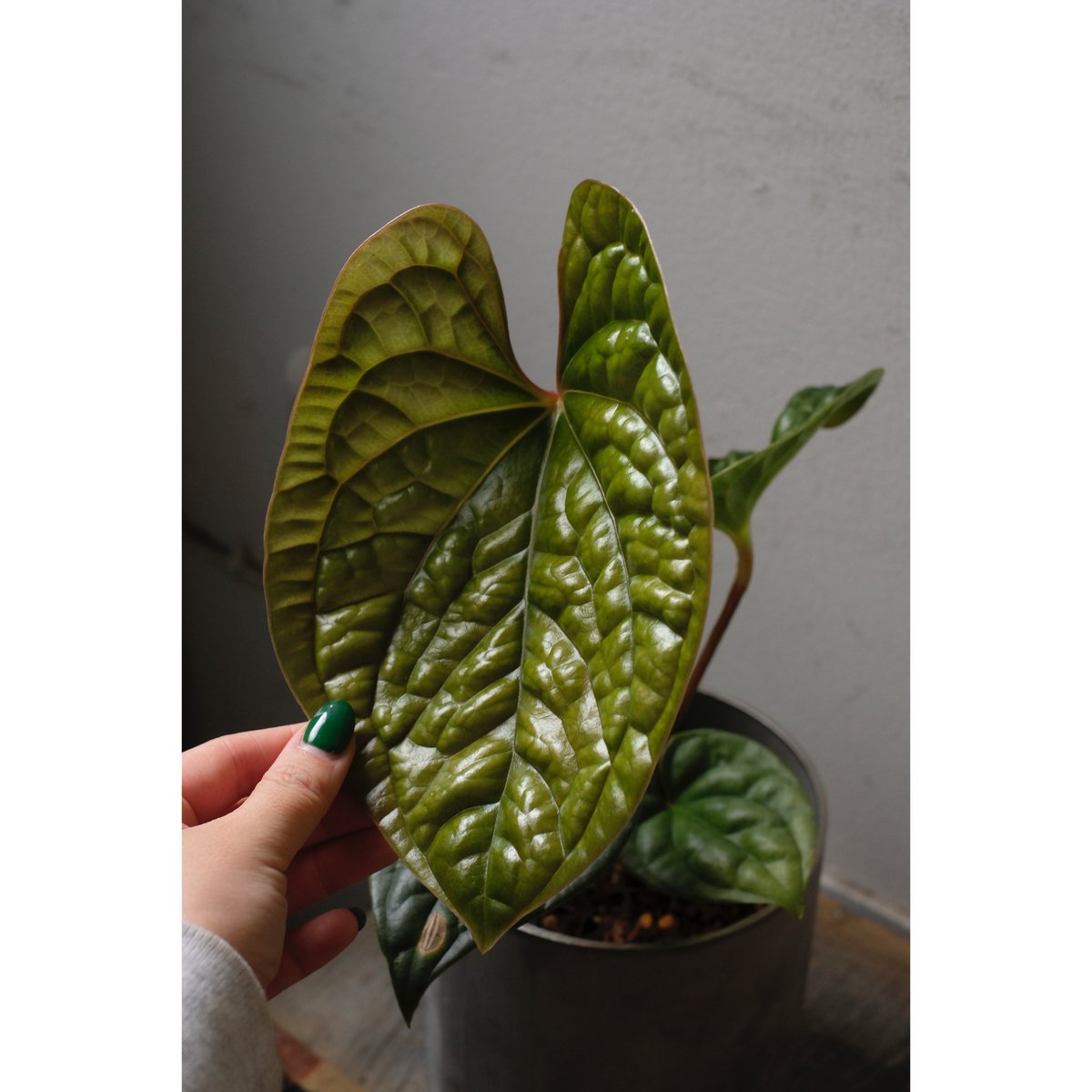 Anthurium luxurians | SAI botanical works