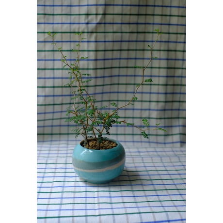 Yoshinori Takemura plant pot