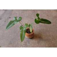 Anthurium sp. 'El Condor'