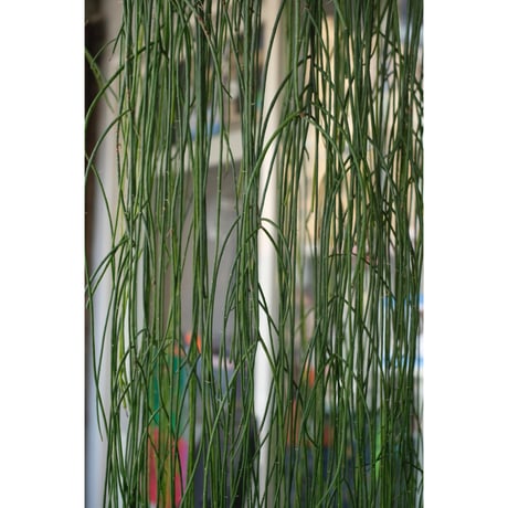 Rhipsalis puniceodiscus