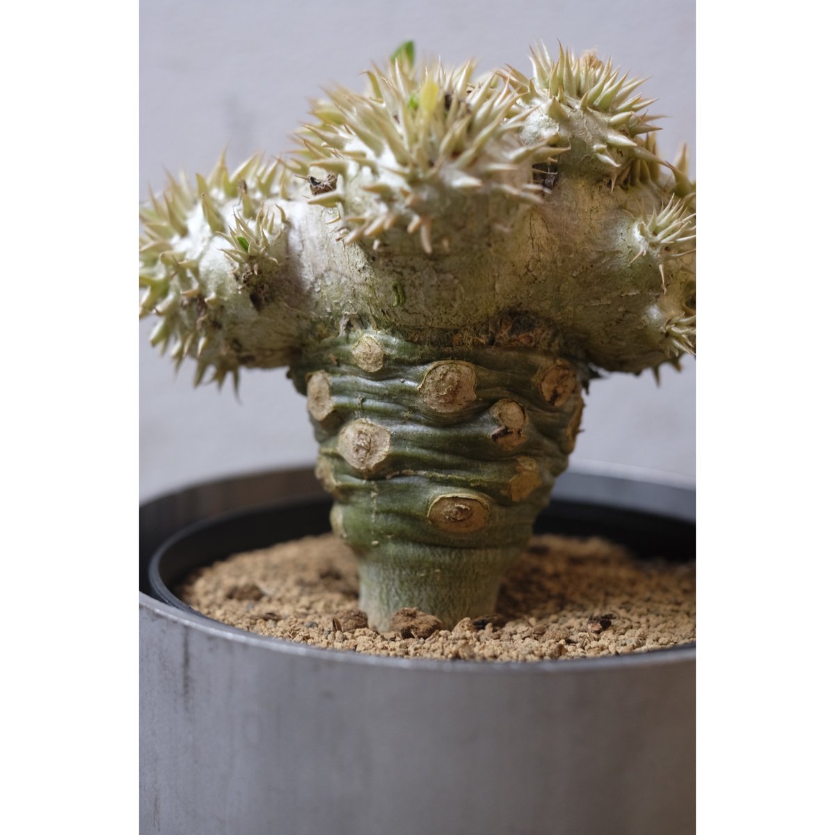 Pachypodium brevicaule 