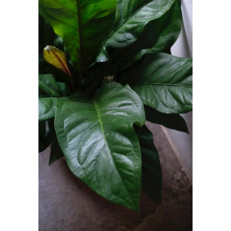 Anthurium "Jungle bush"