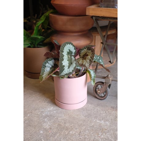 Begonia rex