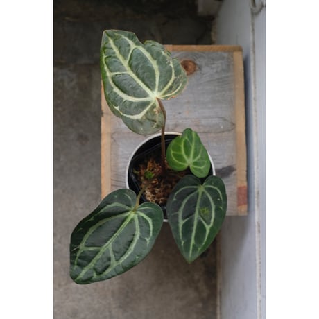 Anthurium Calablackiae wild