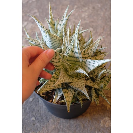 Aloe