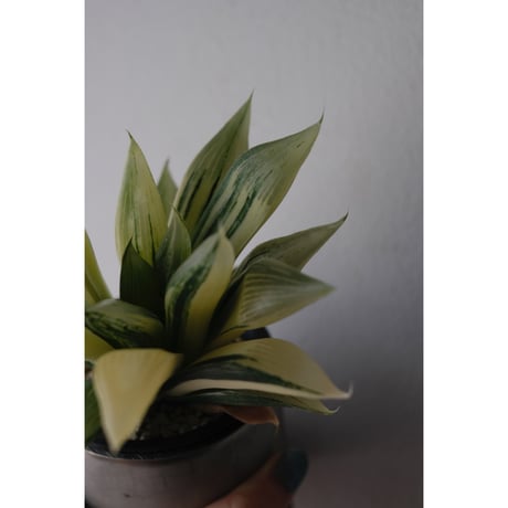 Haworthia  retusa