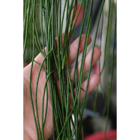 Rhipsalis puniceodiscus