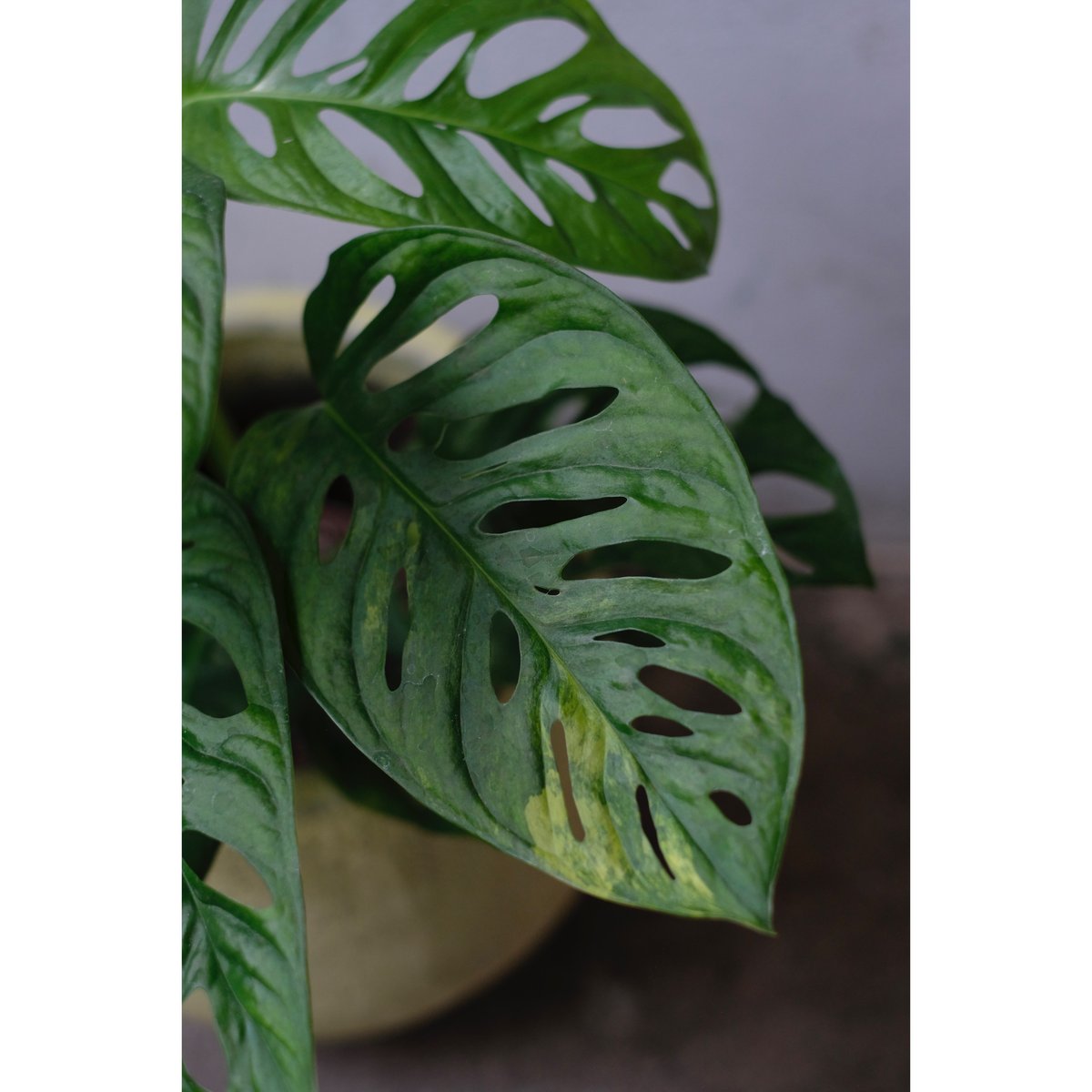 Monstera adansonii 'Variegata' | SAI botanical
