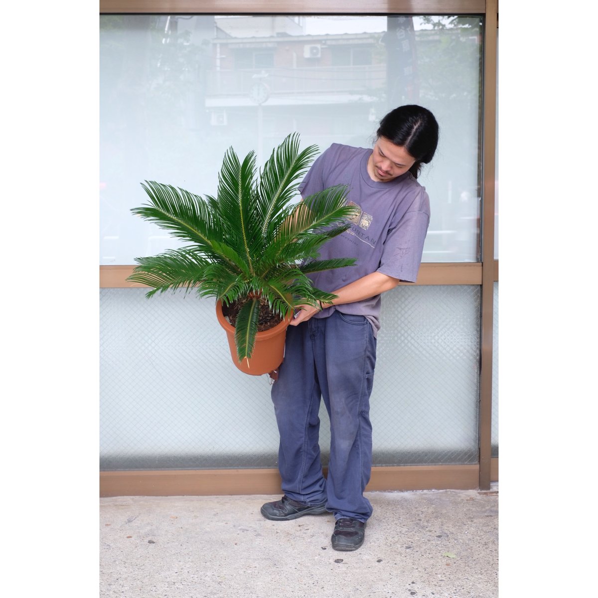 Cycas revoluta | SAI botanical works Cycas revoluta | SAI botanical works