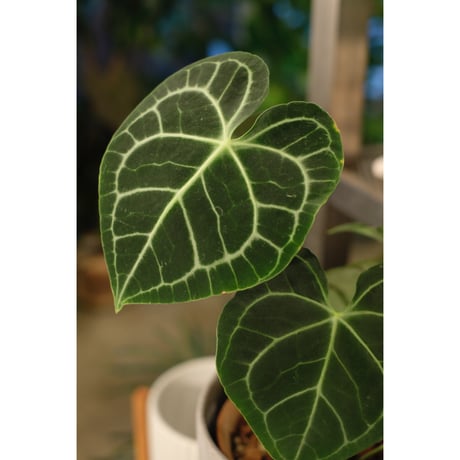 ジャックさん専用　アンスリウム ジャックさん専用 アンスリウム