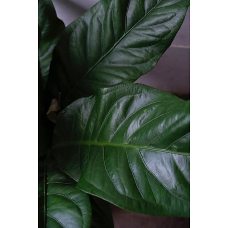 Anthurium "Jungle bush"