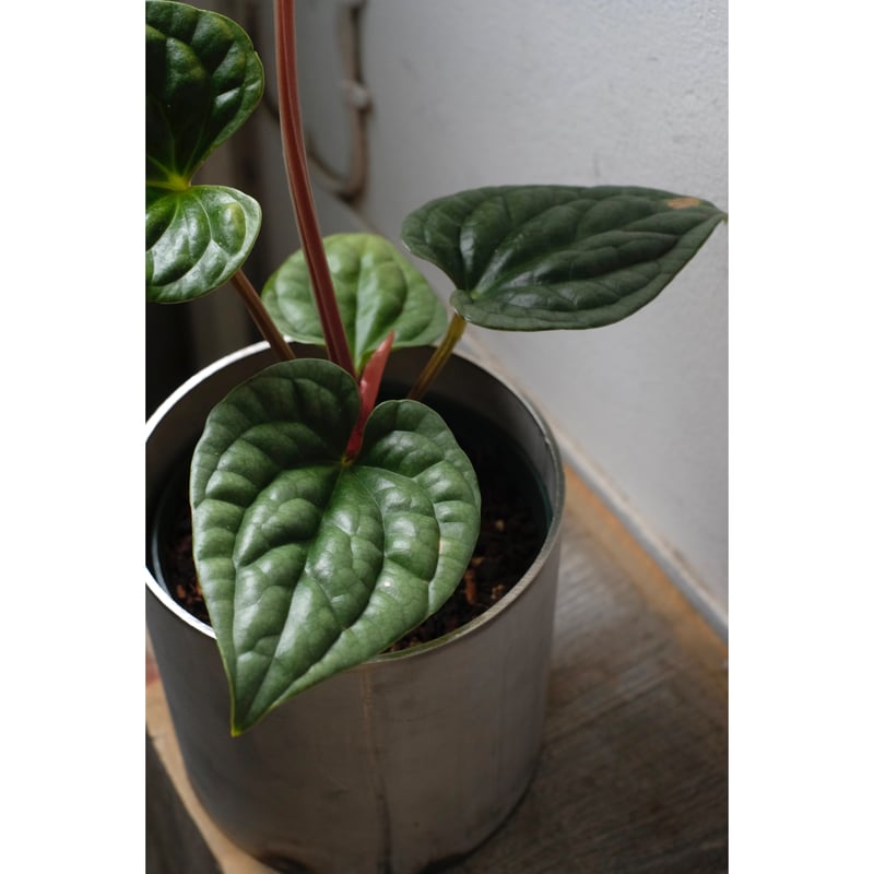 Anthurium luxurians | SAI botanical works
