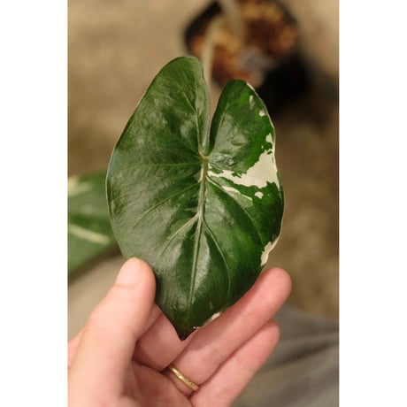 Alocasia yucatan princess variegata