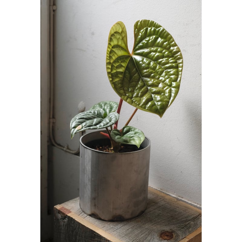 Anthurium luxurians | SAI botanical works