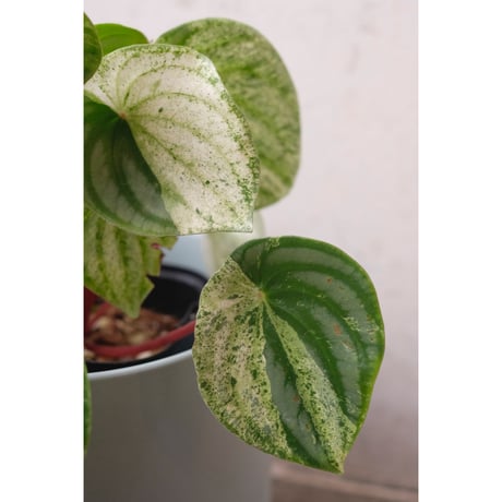 peperomia '雪兎'
