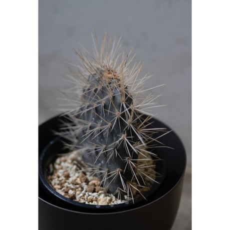 Opuntia galapageia "ガラパゴスウチワ"
