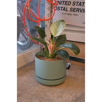 Philodendron 'Birkin'